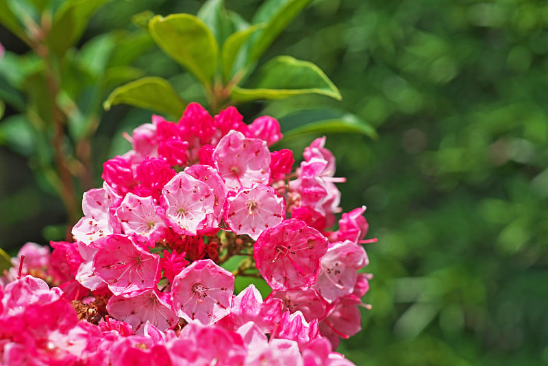 Kalmia