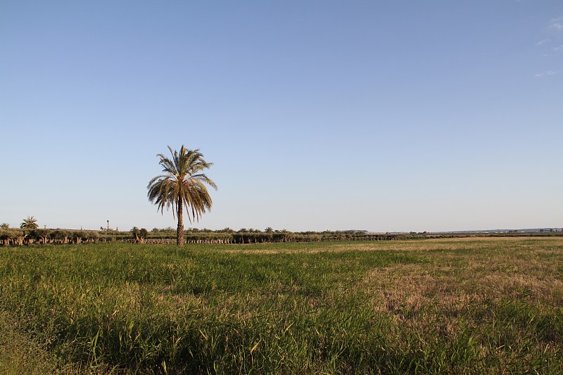 驼鹿fields