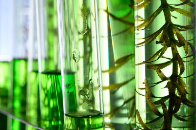 藻类研究实验室，生物技术科学概念