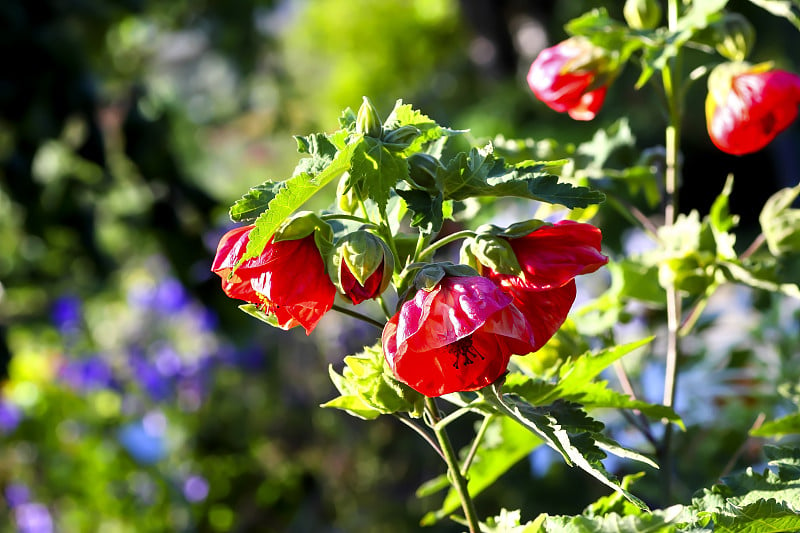 Abutilon Hybrids, Abutilon mill., Malvacaee