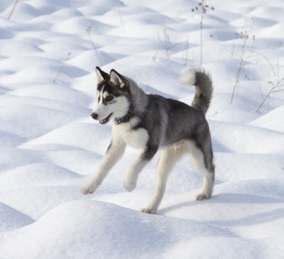 西伯利亚雪橇犬小狗