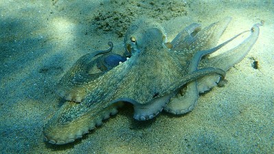 普通章鱼(octopus vulgaris)狩猎