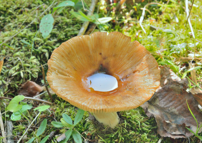 食用蘑菇