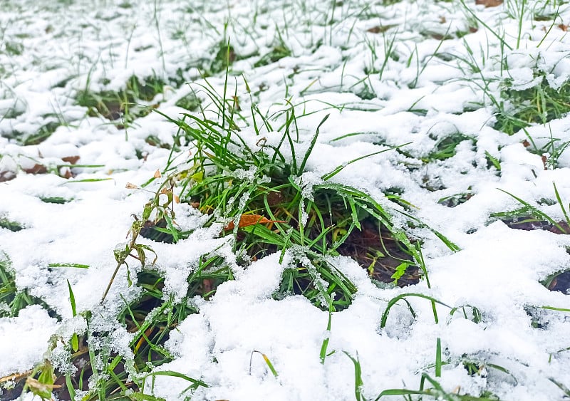 春天的草在雪里。两个赛季。