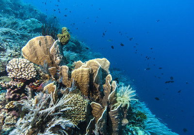 Bunaken国家海洋公园。印尼