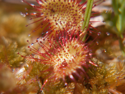 drosera rotundifolia,法国卢瓦尔河