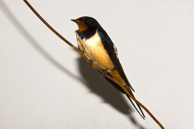 Hirundo rustica栖息在一根电线上