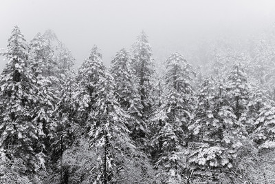 山上松树上的雪