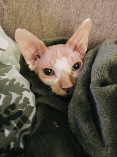 Sphynx