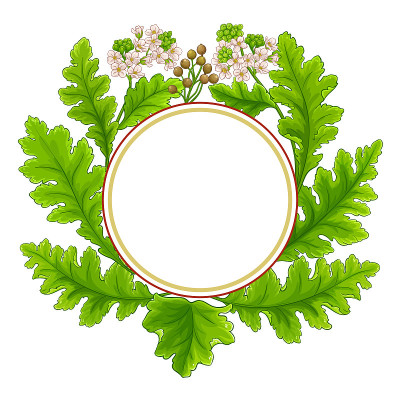 克拉姆植物圆矢量框架