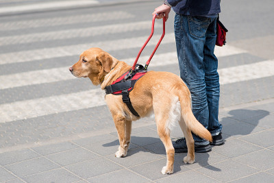 导盲犬正在帮助一位盲人