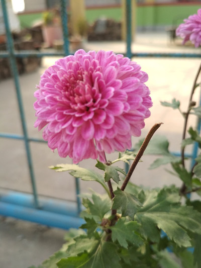 Zinnia花