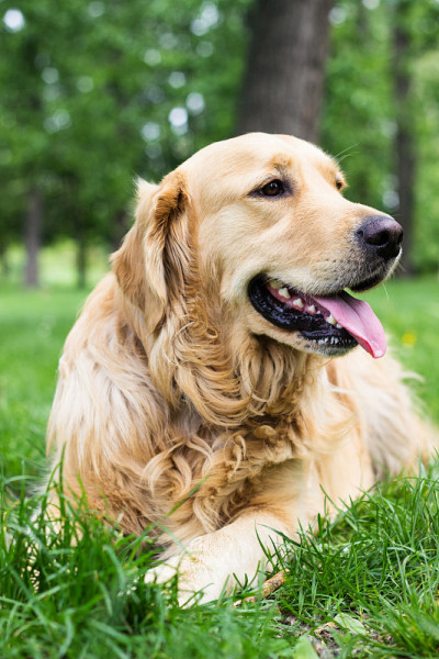 公园里的金毛猎犬