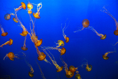 水母在水族馆