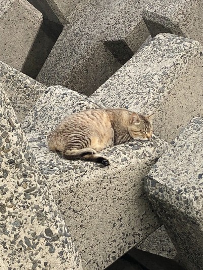 日本鹿儿岛泉土龙来地吊车目的地