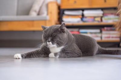 灰色英国短毛猫，室内