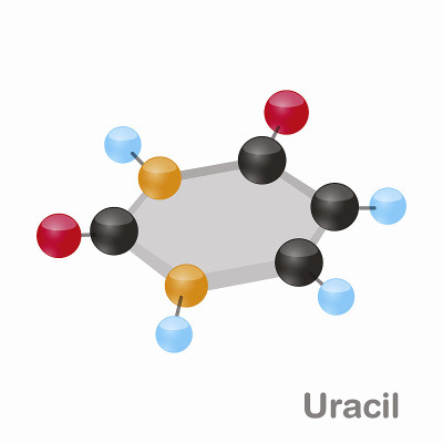 尿嘧啶HexNut, u嘧啶碱基分子。出现在DNA。3D矢量插图上的白色背景