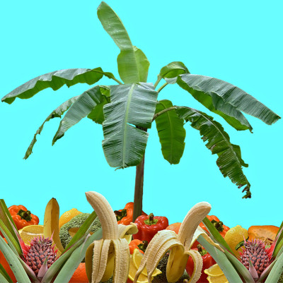 菠萝香蕉混合