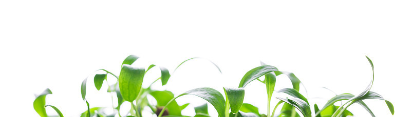 微绿色，芽，年轻的药草