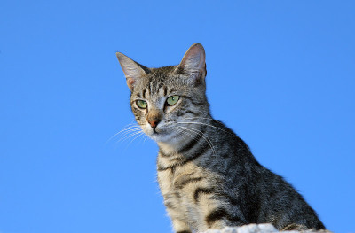 猫
