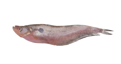 Pabdah鲶鱼孤立
