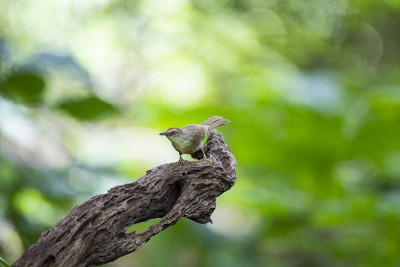 针条纹山雀Babbler
