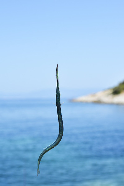 雀鳝