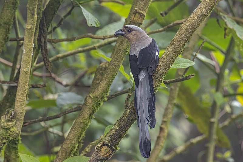 婆罗洲树蛙(Dendrocitta cinerascenen)，已知也是婆罗洲岛特有的