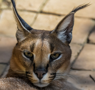 南非Caracal或非洲金猫肖像
