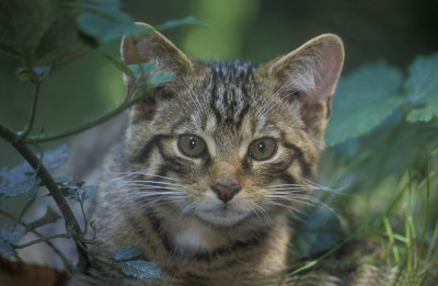 苏格兰野猫，野猫