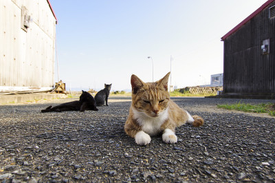 猫