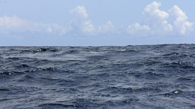 海岸沙门