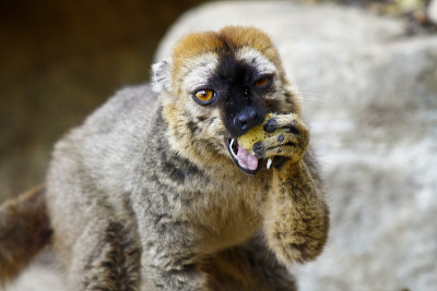 红额狐猴(Eulemur rufifons)