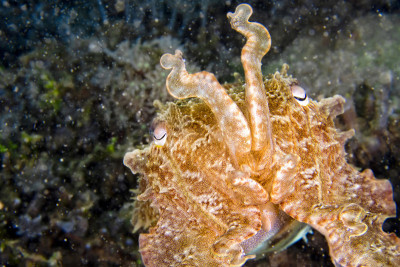 oaoclub Cuttlefish, Lembeh，北苏拉威西，印度尼西亚