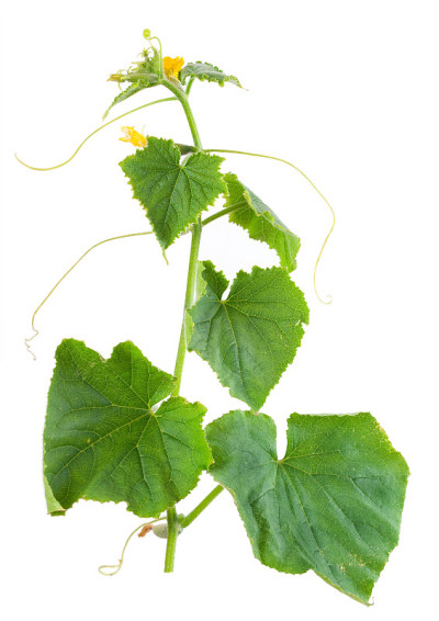 黄瓜发芽