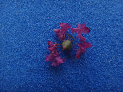 蓝底紫薇花-粉红色或玫瑰色