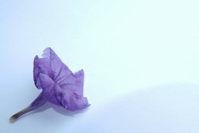 这种紫色的花是牵牛花