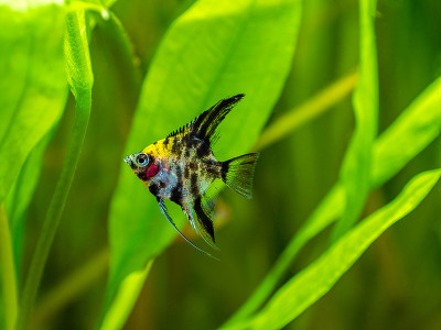 背景模糊的鱼缸鱼中的天使鱼锦鲤熊猫黄头(Pterophyllum scalare)