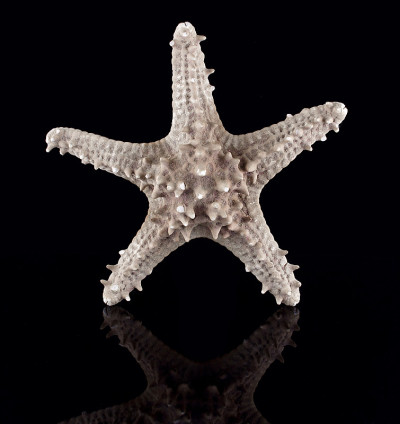 海星