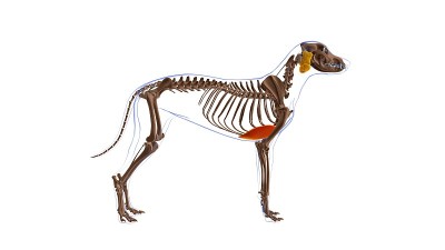 胸深肌犬肌解剖医学概念3D