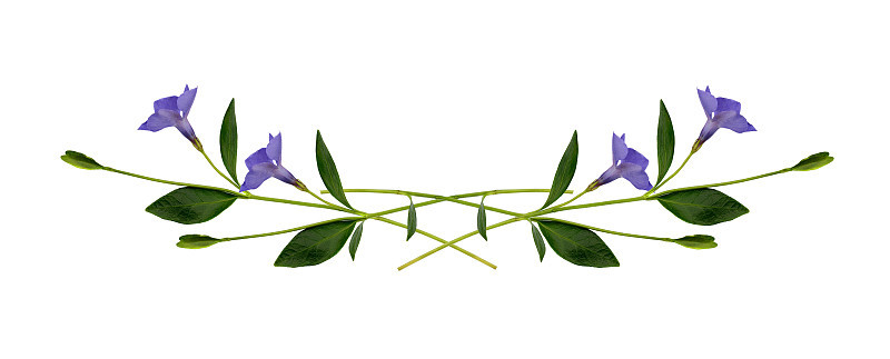 小长春花花