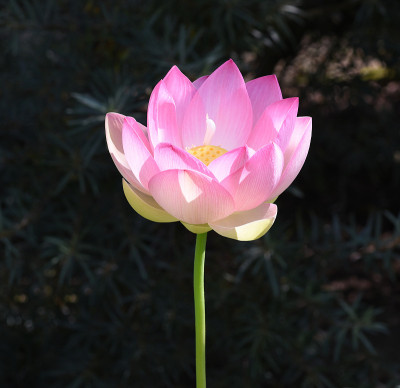 莲花，荷花