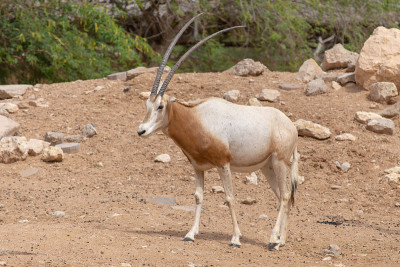 弯刀大羚羊或弯刀角大羚羊(oryx dammah)，也被称为撒哈拉大羚羊，矗立在炎热的沙漠沙漠中，以