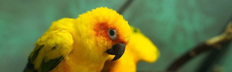 彩色黄鹦鹉，太阳Conure Aratinga至日，旗帜