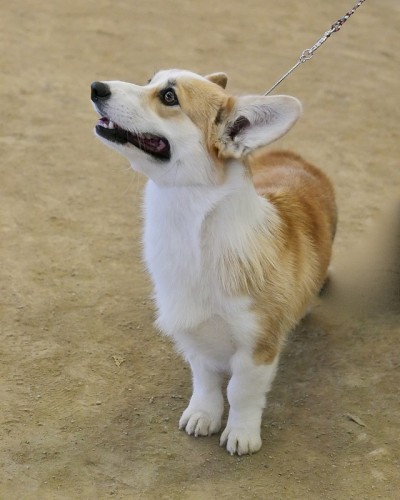 彭布罗克威尔士科基犬