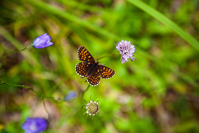 蝴蝶Melitaea diamina。背侧。假石南贝母，蛱蝶科蝴蝶。