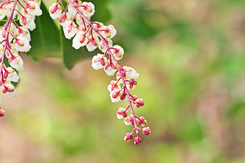 绣球花