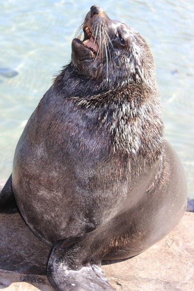 海狗角
