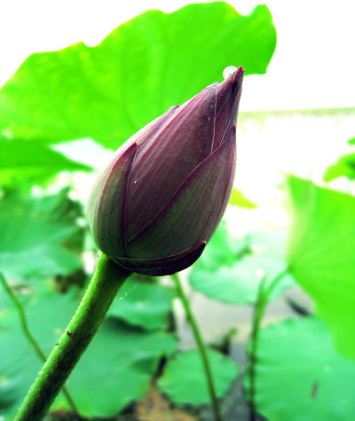 莲花