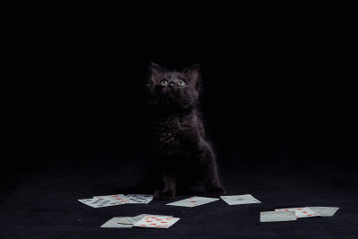 黑色背景下玩纸牌的黑猫